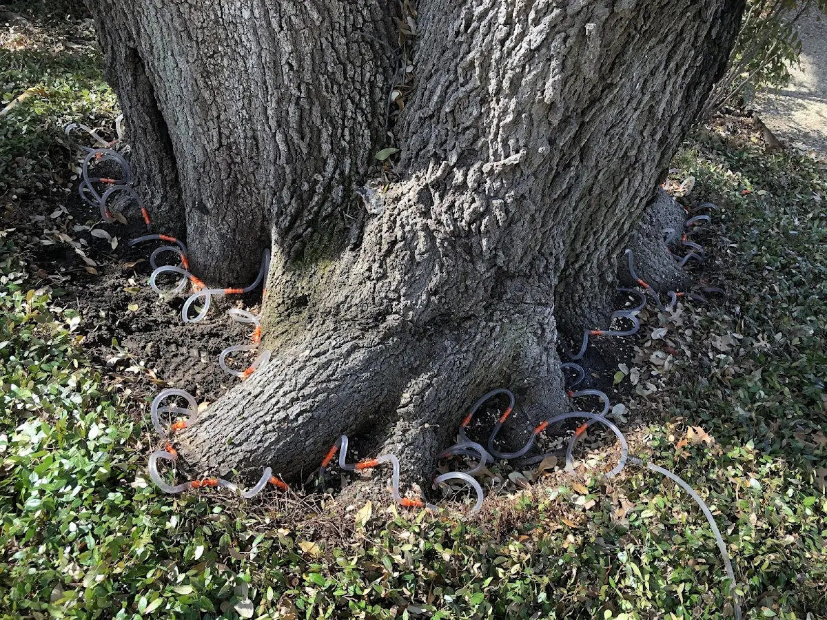 Detailed Tree Cabling and Bracing job site in Palo Pinto