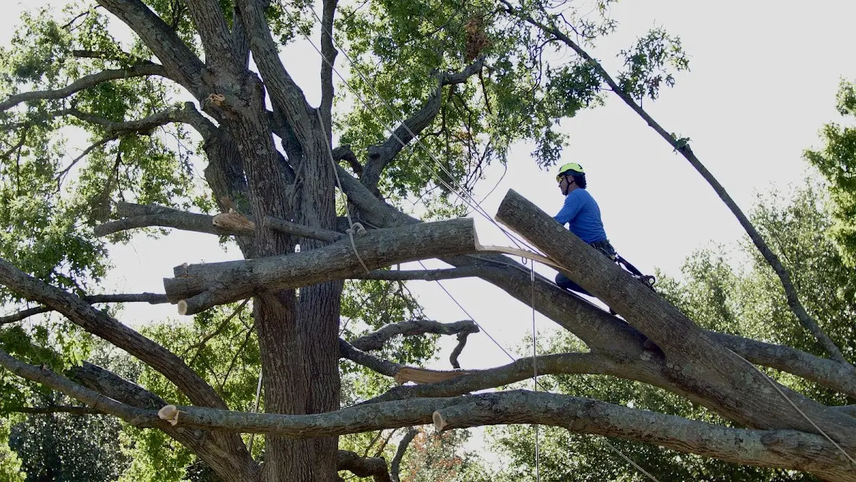 Professional Crown Thinning performed by certified arborists in Palo Pinto