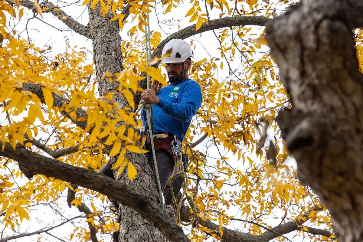 Skilled Tree Pruning crew working in Palo Pinto