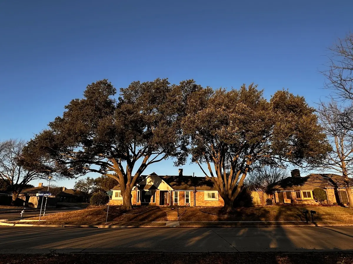 Established residential canopy tree shading a home in Palo Pinto